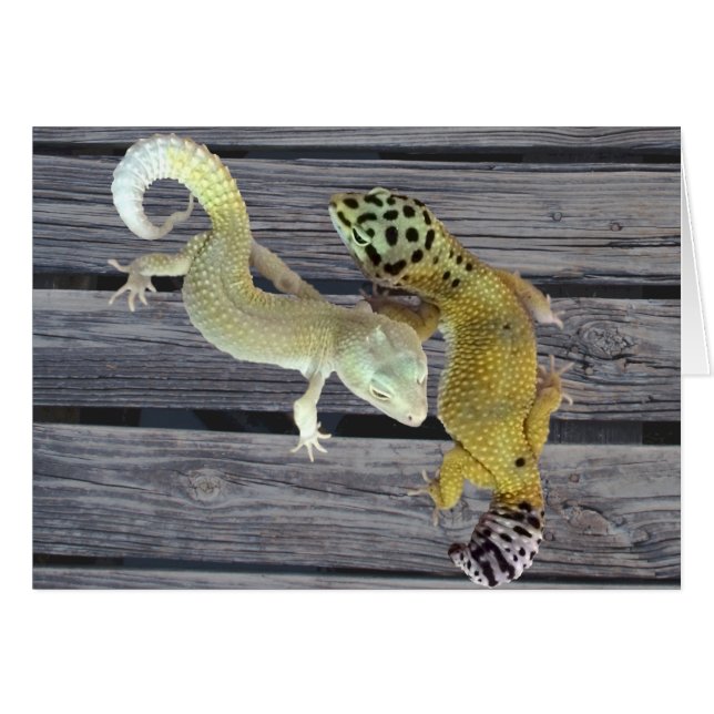 Leopard Geckos – Coat of Many Colours (Front Horizontal)