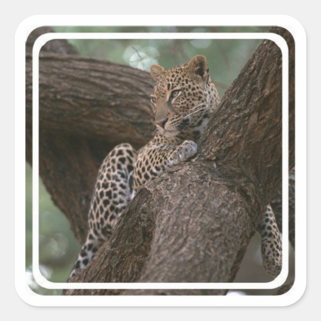 Leopard Habitat Stickers (Front)