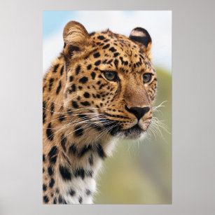 Leopard Posters & Photo Prints | Zazzle AU