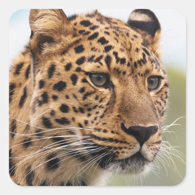Leopard Head Shot Square Sticker (Front)