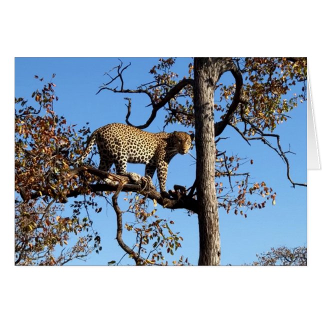 Leopard in a Tree in Africa (Front Horizontal)