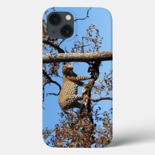 Leopard in a Tree in Africa iPhone 13 Case