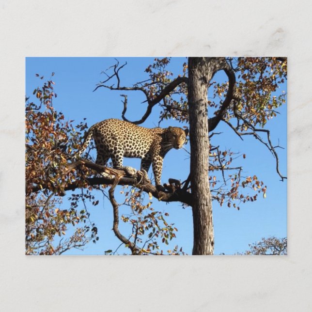 Leopard in a Tree in Africa Postcard (Front)
