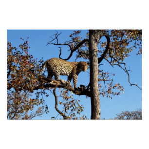 Leopard in a Tree in Africa Poster