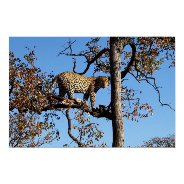 Leopard in a Tree in Africa Poster (Front)