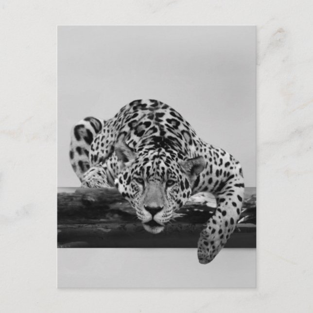 Leopard in black and white postcard (Front)