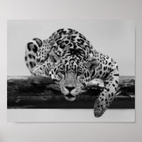 Leopard in black and white