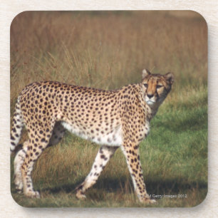 Leopard in plain coaster