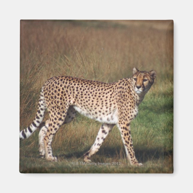 Leopard in plain magnet (Front)