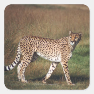 Leopard in plain square sticker