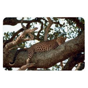 LEOPARD IN TREE MAGNET