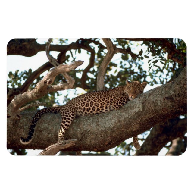 LEOPARD IN TREE MAGNET (Horizontal)