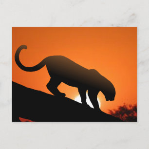 Leopard in tree postcard