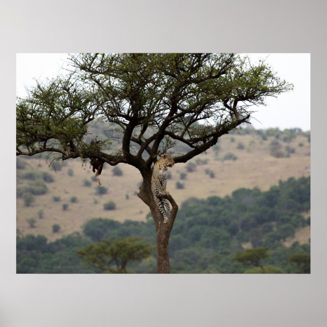 Leopard in Tree – Safari Wildlife Fine Art Print (Front)