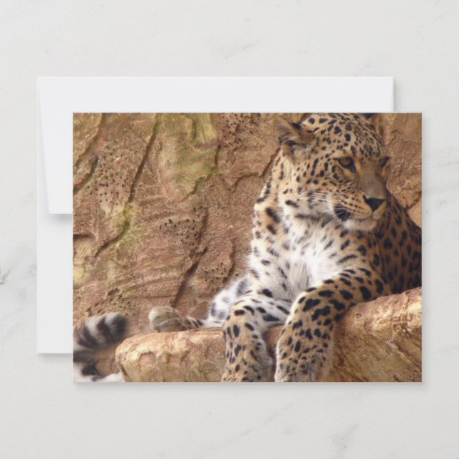 Leopard Invitation (Front)
