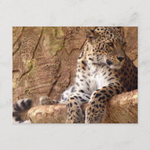 Leopard Invitation