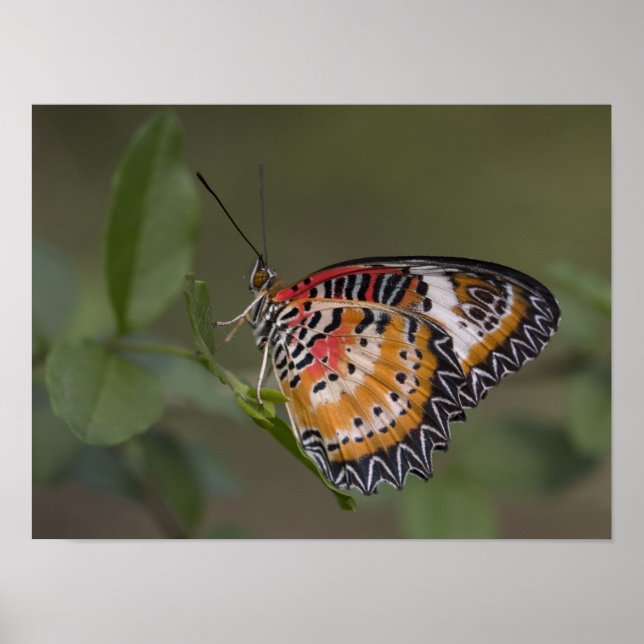 Leopard lacewing butterfly poster (Front)
