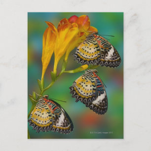 Leopard Lacewing tropical butterflies (Cethosia Postcard