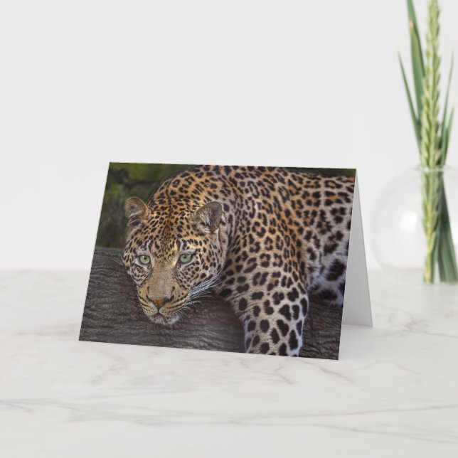 Leopard Lounging Card (Front)