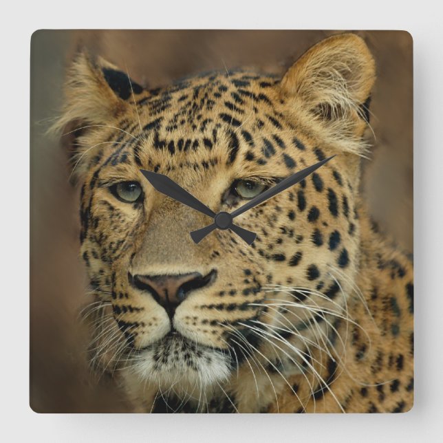 Leopard Lovers Art Square Wall Clock (Front)