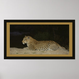 Leopard lying on sand bank poster