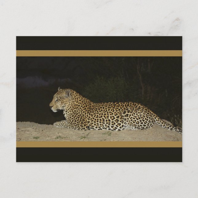 Leopard lying on sand bank wildlife postcards (Front)