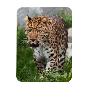 Leopard Magnet