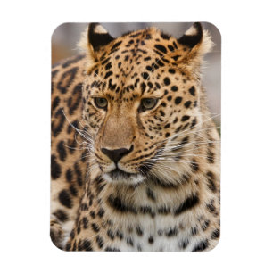 Leopard Magnet