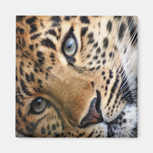 Leopard Magnet
