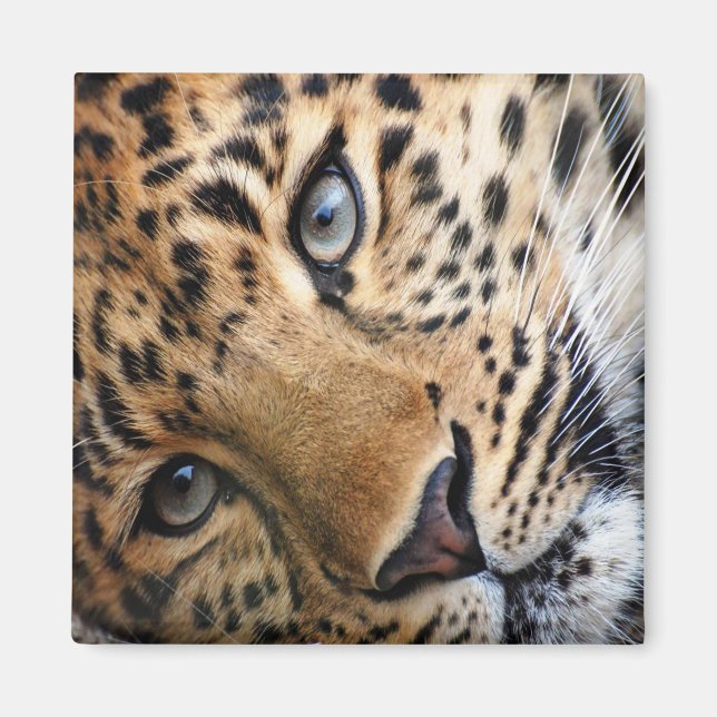 Leopard Magnet (Front)