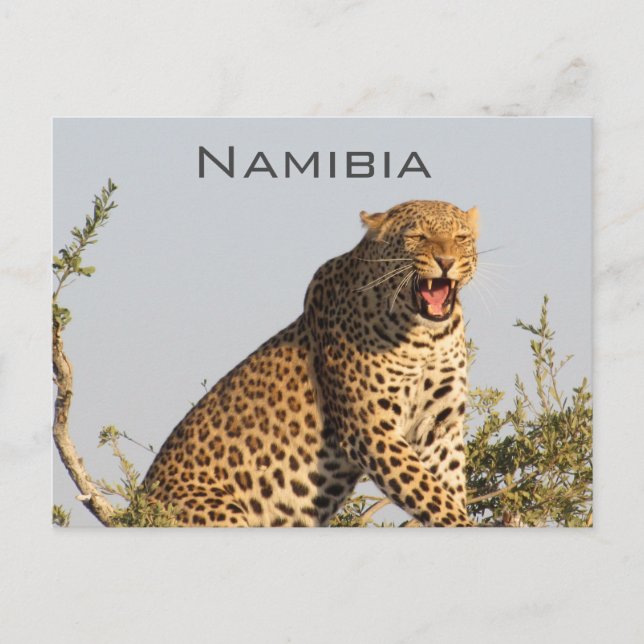 Leopard, Namibia Postcard (Front)