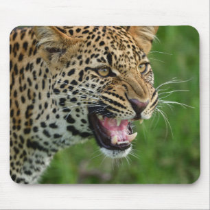 leopard, nature, wildlife mouse pad