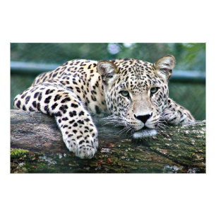 Leopard on a Log Photo Print
