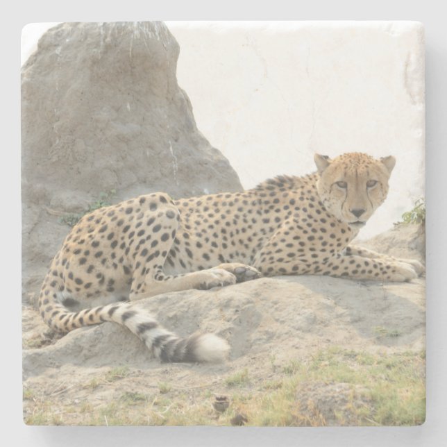 Leopard on a Termite Mound, Botswana. Stone Coaster (Front)