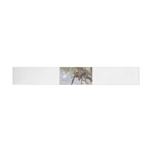 Leopard on a tree wrap around label (Individual)