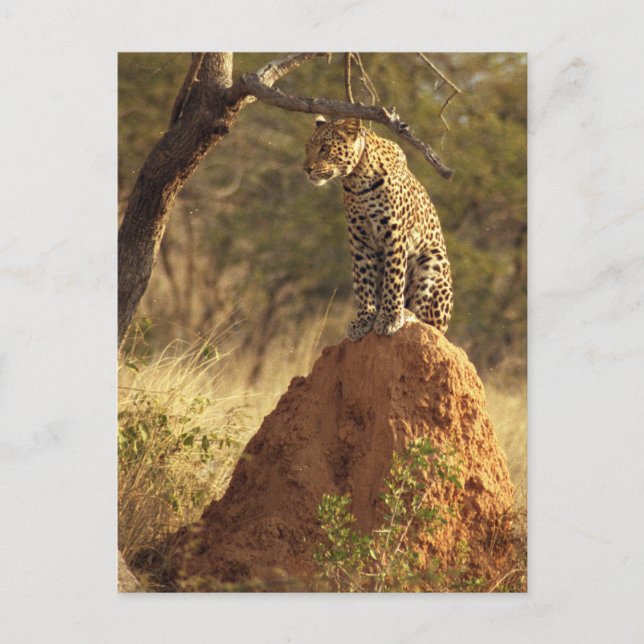 Leopard on Termite Mound in Namibia Postcard (Front)