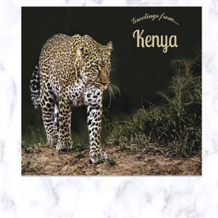 Leopard on the Masai Mara National Reserve Kenya  Postcard