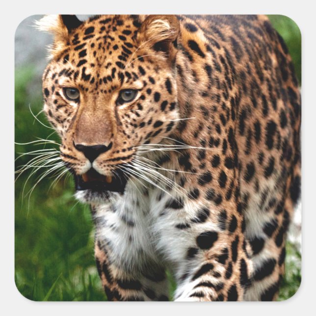 Leopard on the Prowl Cool Animal Design Square Sticker (Front)