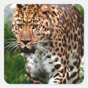 Leopard on the Prowl Cool Animal Design Square Sticker