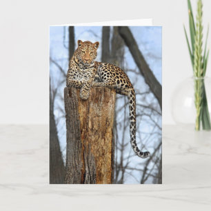 Leopard on Watch  Greeting Card