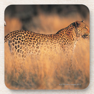 Leopard (Panthera pardus) Coaster