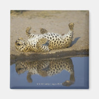 Leopard (Panthera pardus) female rolling on