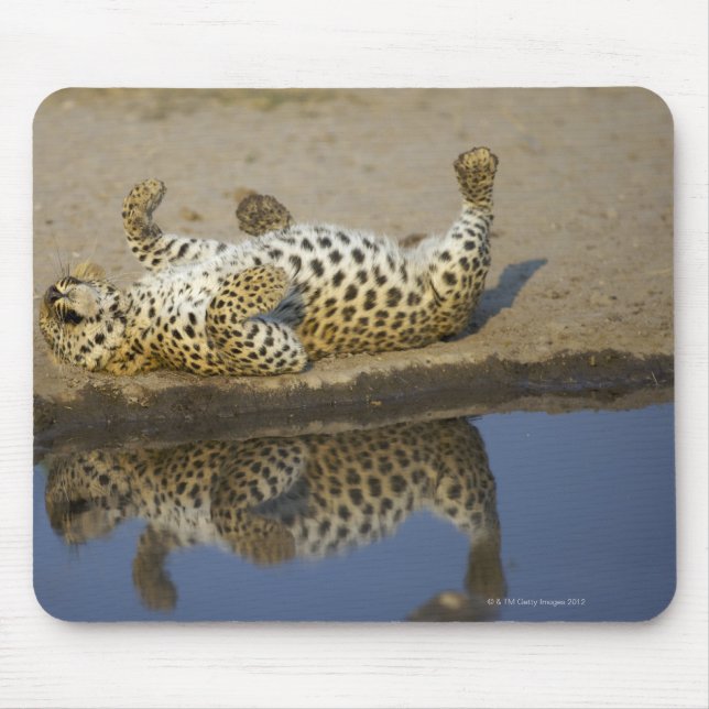 Leopard (Panthera pardus) female rolling on Mouse Pad (Front)