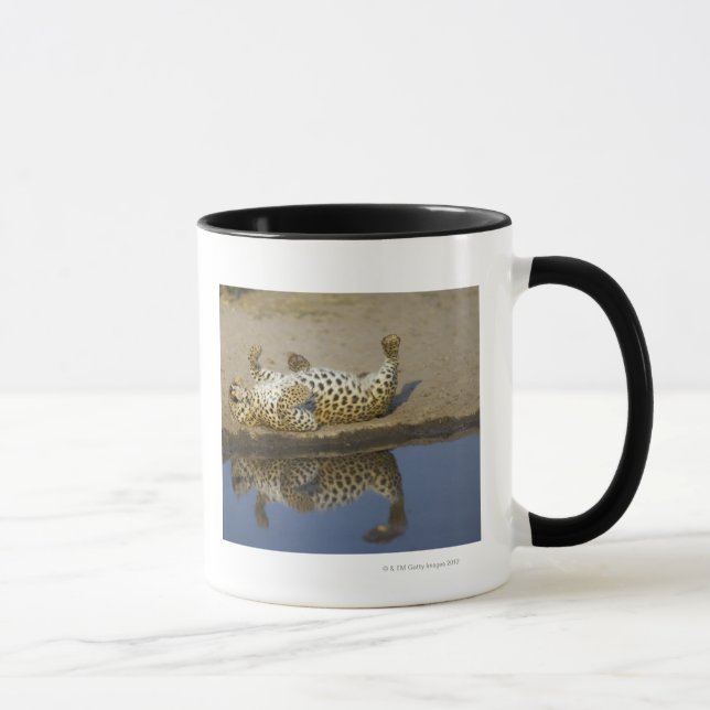 Leopard (Panthera pardus) female rolling on Mug (Right)