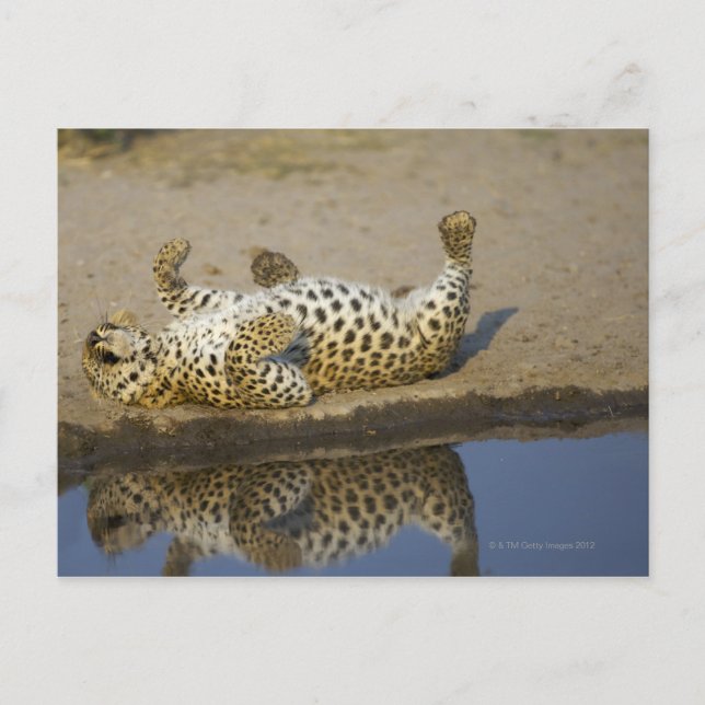 Leopard (Panthera pardus) female rolling on Postcard (Front)