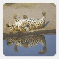 Leopard (Panthera pardus) female rolling on