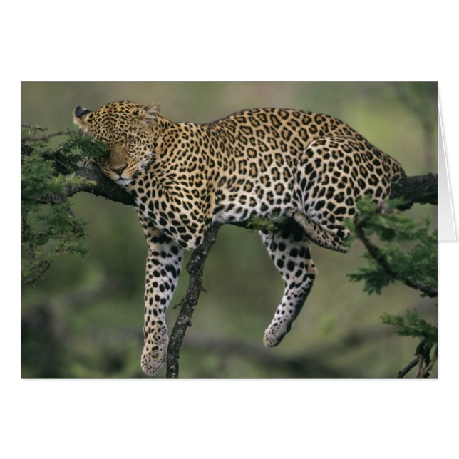 Leopard, (Panthera pardus), Kenya, Masai Mara (Front Horizontal)