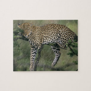 Leopard, (Panthera pardus), Kenya, Masai Mara Jigsaw Puzzle