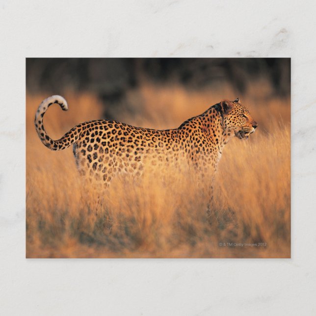 Leopard (Panthera pardus) Postcard (Front)