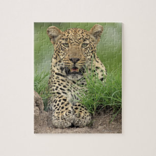 Leopard, Panthera pardus, Sabi Sabi Game Jigsaw Puzzle